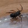 Asagena phalerata